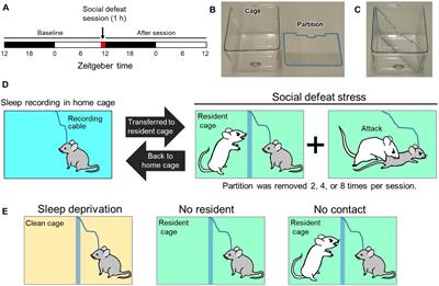 Acute Social Defeat Stress Increases Sleep in Mice